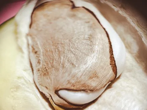 Fresh mango macro. The fruit pit is visible in detail Stock Photos
