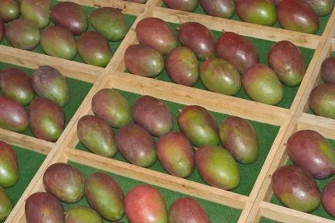 Fresh mango Stock Photos