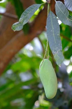 Fresh mango on the tree Stock Photos