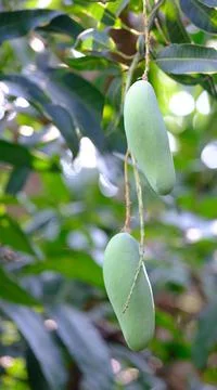 Fresh mango on the tree Stock Photos