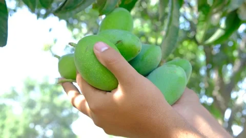 Fresh mangoes in hand Stock Footage 194315314