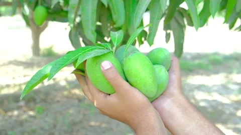 Fresh mangoes in hand Stock Footage 195933493