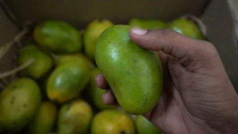 Fresh mangoes packed in a box Stock Footage 196471124