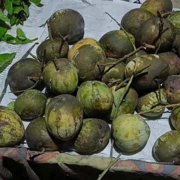 Fresh mangoes on tree branches Stock Photos