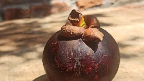 Fresh Mangosteen Fruit Video stock 255041892