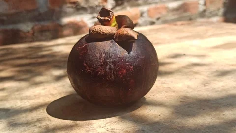 Fresh Mangosteen Fruit Video stock 255041893