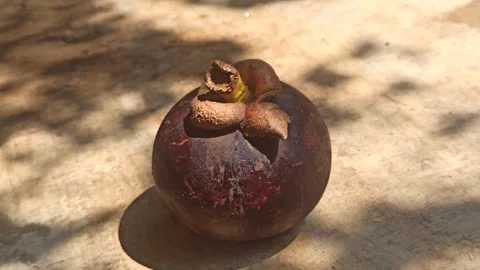 Fresh Mangosteen Fruit Stock Footage 255041927