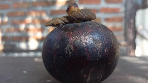 Fresh Mangosteen Fruit Stock-Footage 255042941