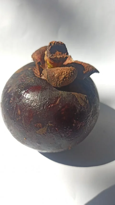 Fresh Mangosteen Fruit Video stock 255043071