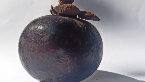Fresh Mangosteen Fruit Stock Footage 255043072