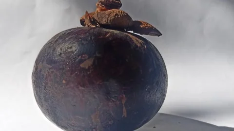 Fresh Mangosteen Fruit Stock Footage 255043158