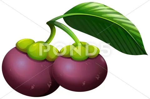 Fresh mangosteens with stem Stock Illustration