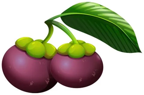 Fresh mangosteens with stem Stock Illustration