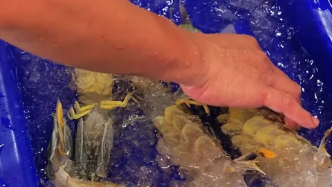 Fresh Mantis Shrimp on Ice at Seafood Market Stock Footage 344222927