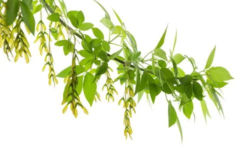 Fresh maple leaf on white background. Maple branches with leaves and seeds .. Stock Photos