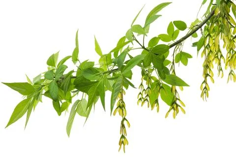 Fresh maple leaf on white background. Maple branches with leaves and seeds .. Stock Photos