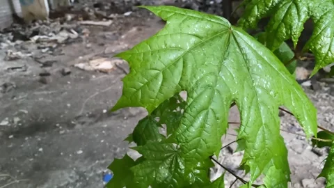 Fresh maple leaves close up in daylight Stock Footage 241250898