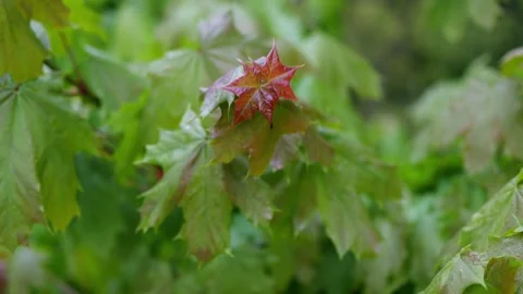 Fresh maple leaves on the tree 4k 25fps video Stock-Footage 274601727