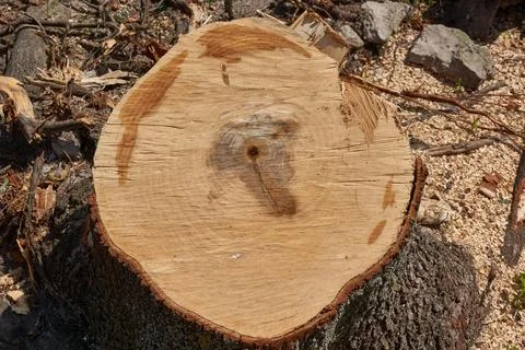 Fresh maple tree cut with well-visible annual rings and wood texture. Stock Photos