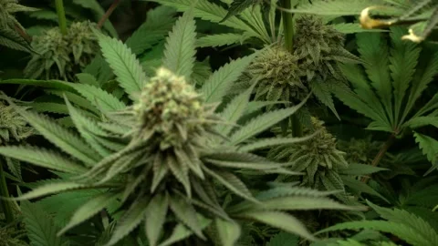 Fresh marijuana cone Stock Footage 142839528