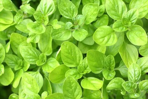 Fresh marjoram background Stock Photos