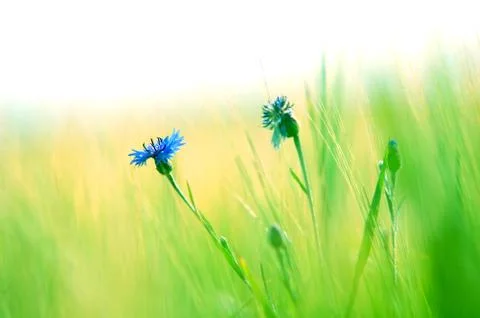Fresh meadow background Stock-Fotos