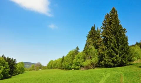 Fresh meadow Stock Photos