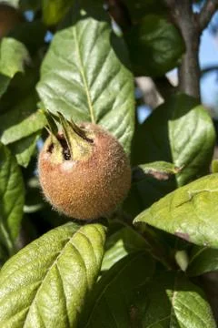 Fresh medlar fruit  Stock Photos