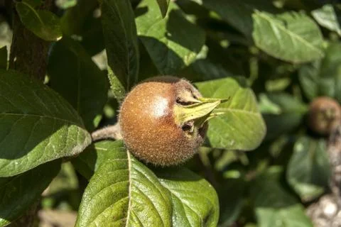 Fresh medlar fruit  Stock Photos