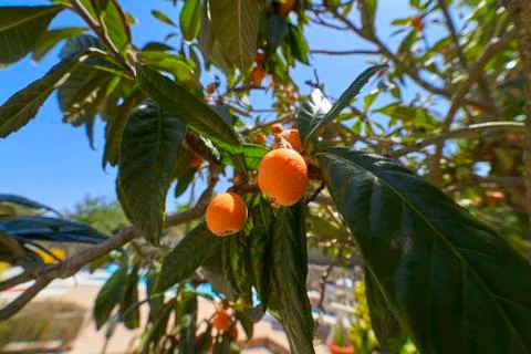 Fresh medlars on a tree Stock Photos