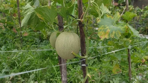 Fresh melon on the branch 動画素材 201701122