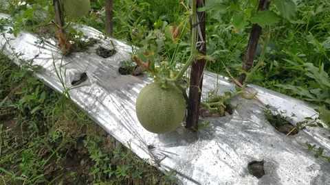 Fresh melon on the branch Stock Footage 201701147