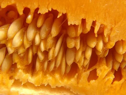 Fresh melon interior with seeds – macro close‑up of juicy fruit texture 写真素材