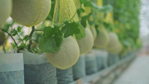Fresh melon on tree in a plastic house farm supported by string melon nets Stock Footage 144334796