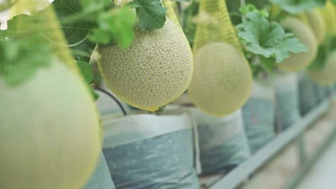 Fresh melon on tree in a plastic house farm supported by string melon nets Stock Footage 144933660