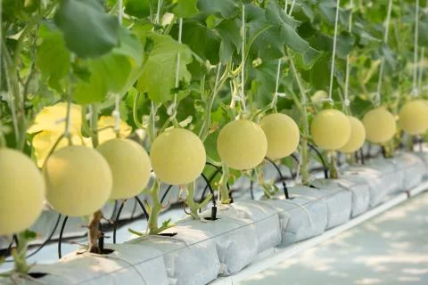 Fresh melons Stock Photos