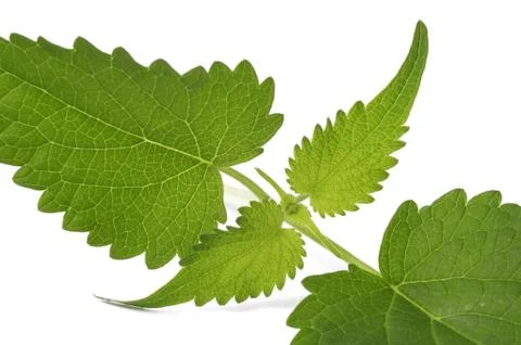 Fresh mexican mint Stock Photos