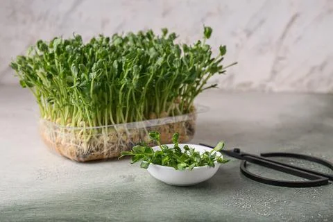 Fresh micro green and scissors on green grunge background, closeup Stock Photos