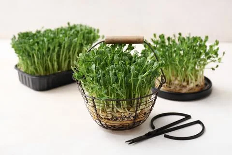 Fresh micro green and scissors on white grunge background, closeup Stock Photos