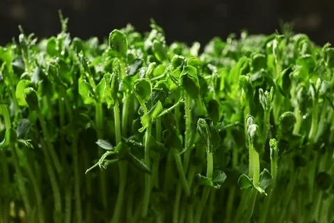 Fresh micro green on black background, closeup Stock Photos