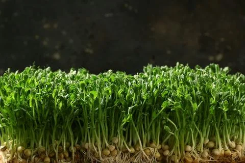 Fresh micro green on black background, closeup Stock Photos