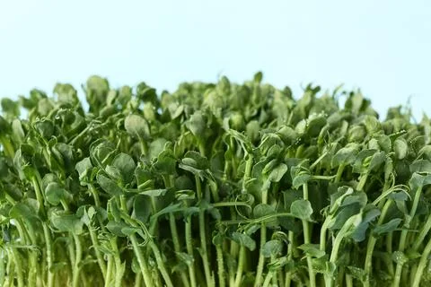 Fresh micro green on blue background, closeup Stock Photos