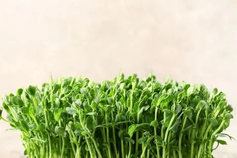 Fresh micro green on grey background, closeup Stock Photos