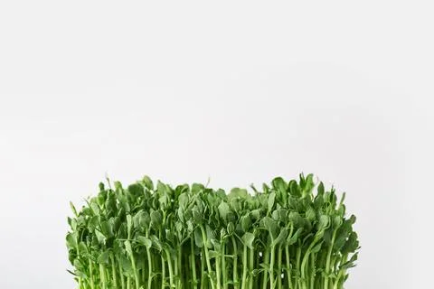 Fresh micro green on grey background Stock Photos