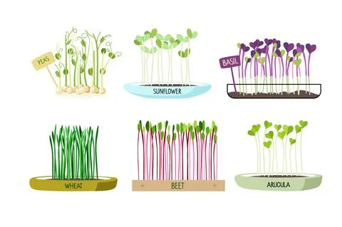 Fresh Micro green set on white background. Different hand drawn sprouted grains Stock-Illustration