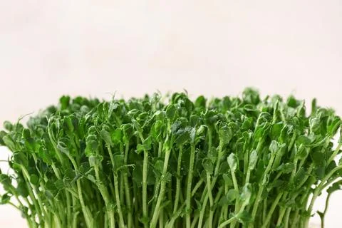 Fresh micro green on white background, closeup Stock Photos