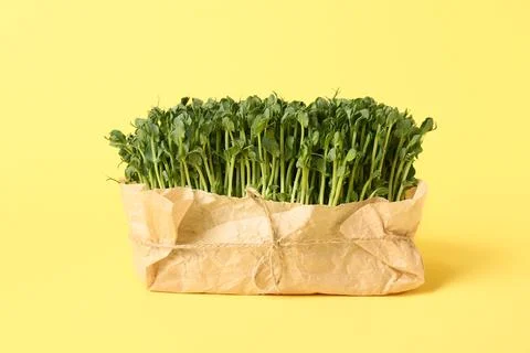 Fresh micro green wrapped in craft paper on yellow background Stock Photos