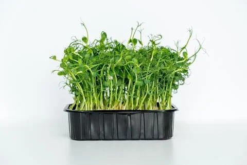 Fresh micro greens. Micro sprouts grown in plastic box. Micro greens growin.. Stock Photos