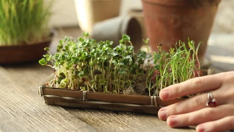 Fresh micro greens of radish. Stock Footage 147074207
