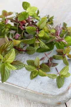 Fresh micro herbs Stock Photos